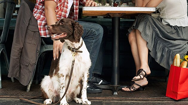 Pes v restauraci (ilustraní foto)