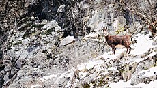 Gorska koza - kamzík