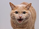 Fobie ze zví�at, tzv. zoofobie, jsou pom�rn� �asté. Tvo�í asi 40 % v�ech fobií,...