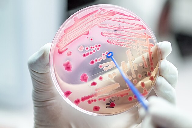 Rezistentní bakterie útočí aneb Když antibiotika nezabírají