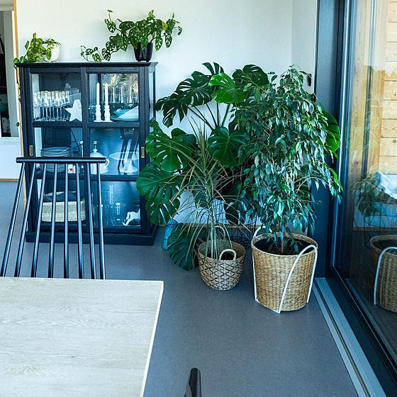Zelené pokojovky jsou pro m� nepostradatelnou sou�ástí interiéru.