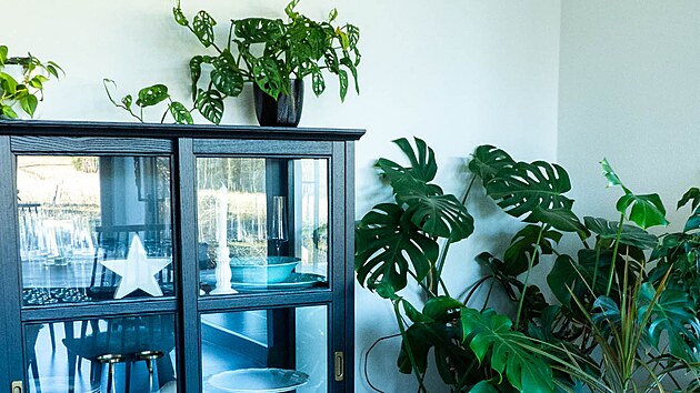 Zelen� pokojovky jsou pro m� nepostradatelnou sou��st� interi�ru.