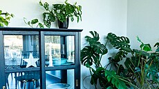 Zelené pokojovky jsou pro m� nepostradatelnou sou�ástí interiéru.