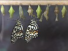 Devatenáctý roník pehlídky tropických motýl je vnován kráse detailu. Na...
