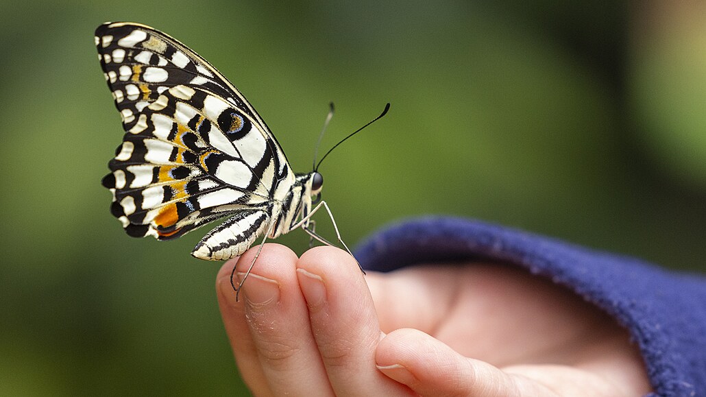 Devatenáctý roník pehlídky tropických motýl je vnován kráse detailu. Na...