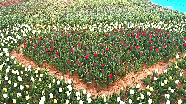 Pole tulipánů jak v Holandsku.