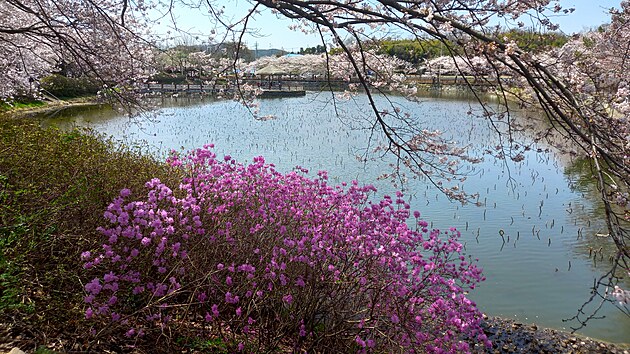 Typický obrázek korejského jara.