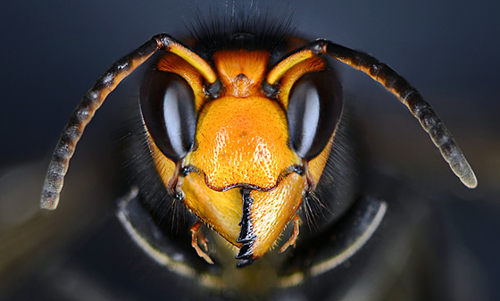 Sre asijská (Vespa velutina)