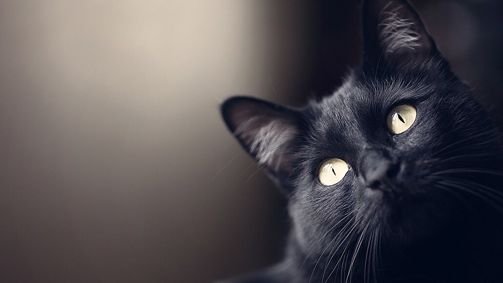 Jen málokteré zvíře má tak problematickou pověst jako černá kočka