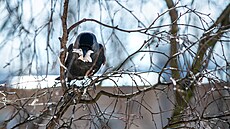 Ptáci ve m�st� (ilustra�ní foto)