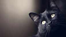Jen málokteré zvíře má tak problematickou pověst jako černá kočka | na serveru Lidovky.cz | aktuální zprávy