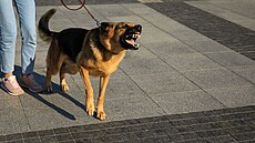 Agresivní pes - ilustrační foto. | na serveru Lidovky.cz | aktuální zprávy