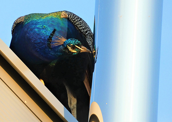 V posledních dnech se Rudolfovi zjevn� zalíbilo na st�e�e jednoho z brandýských...