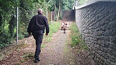 Zaběhnuté kozy se nakonec podařilo chytit. | na serveru Lidovky.cz | aktuální zprávy