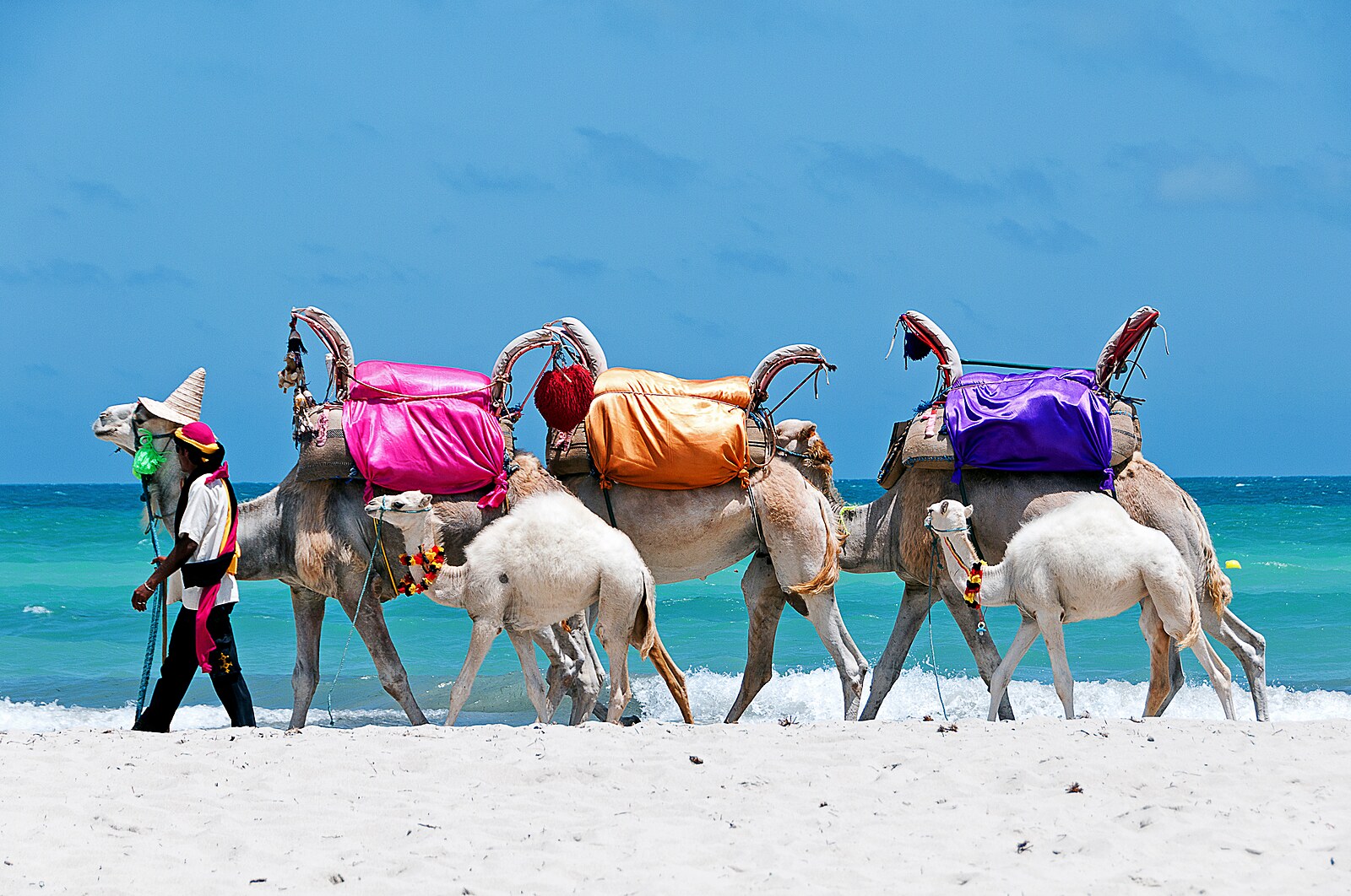 rajce.idnes.cz camel 