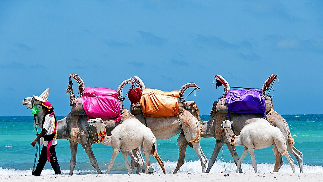 Ostrov Djerba. Velbloudi ekají na své pasaéry.