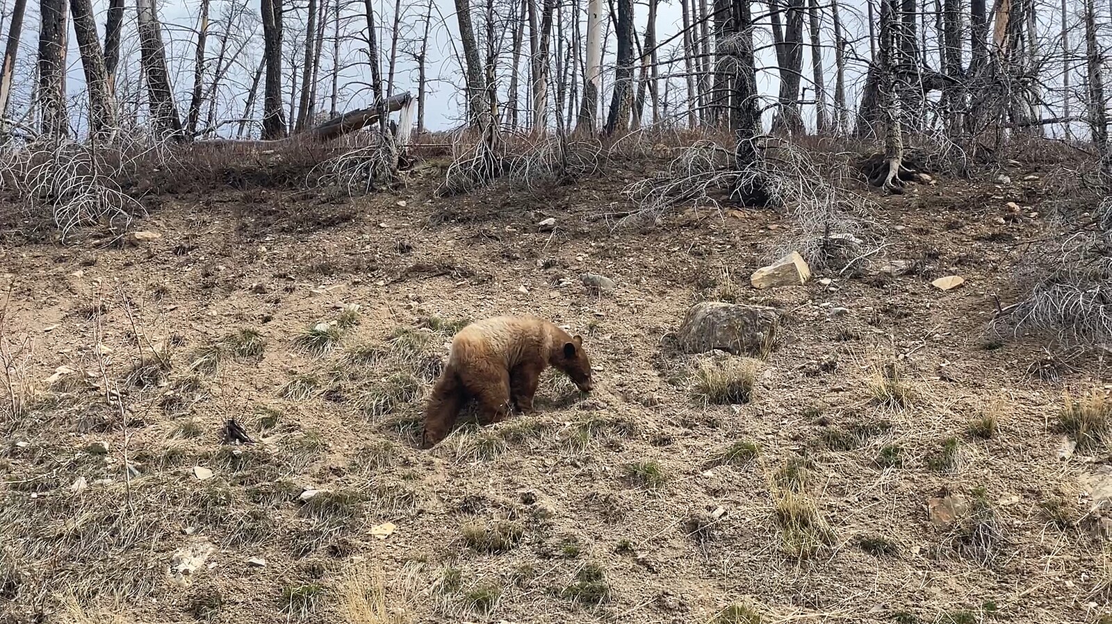 NOMÁDI: Defenderem až na Aljašku. Kde se medvědi probouzí a mají hlad |  Cestování | Lidovky.cz