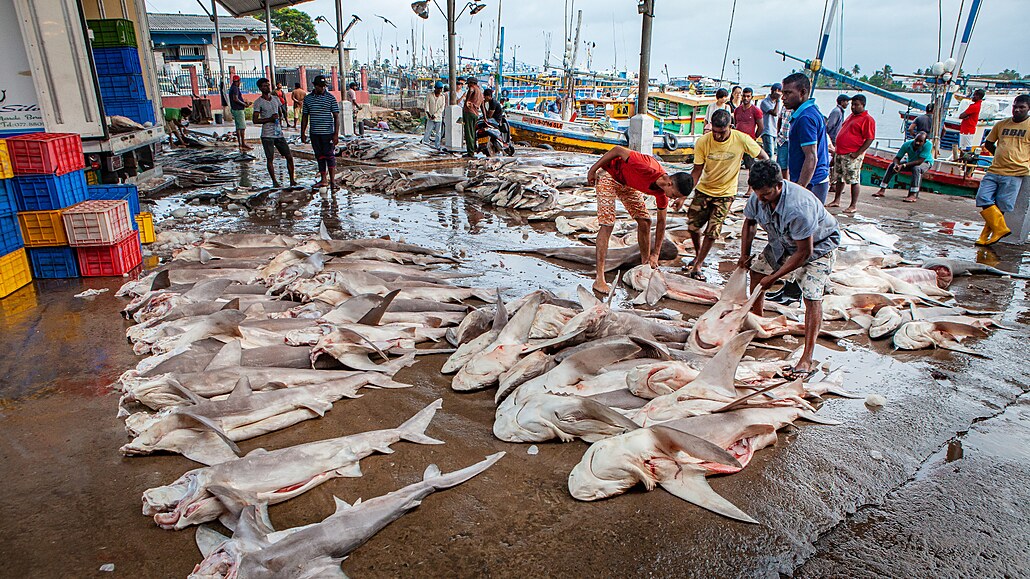 Rybí trh. Nejznámjí rybí trh v Negombo na Srí Lance denn nabízí stovky...
