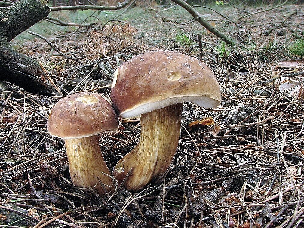 H�ib �lu�ník, lidov� ho��ák � Tylopilus felleus láká ke sb�ru ka�dého houba�e,...