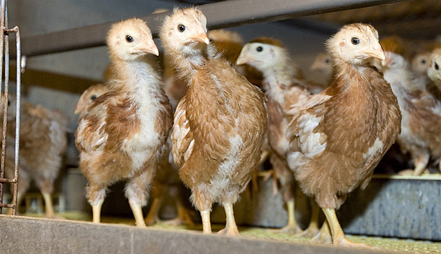 Polská kuřata krmili technickými tuky, čeští potravináři žádají kontroly