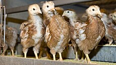 Salmonela ve víc než tuně kuřecích stehen. Veterináři našli další závadné maso z Polska
