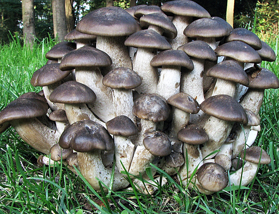 Líhy (Lyophyllum, lidov shromadilky, baraniky, matiky, vrzavky) jsou...