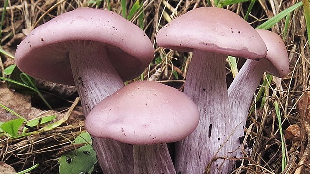 irvky jsou masité lupenaté houby, najdeme mezi nimi výborné jedlé druhy, ale...