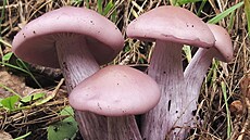 Čirůvky jsou masité lupenaté houby, najdeme mezi nimi výborné jedlé druhy, ale... | na serveru Lidovky.cz | aktuální zprávy