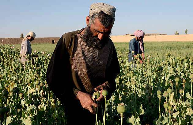Výroba opia v Afghánistánu roste, i když Tálibán zakázal pěstování máku. Zastavit to nejde, říká expert
