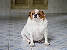 Tlustý pes (ilustraní foto)