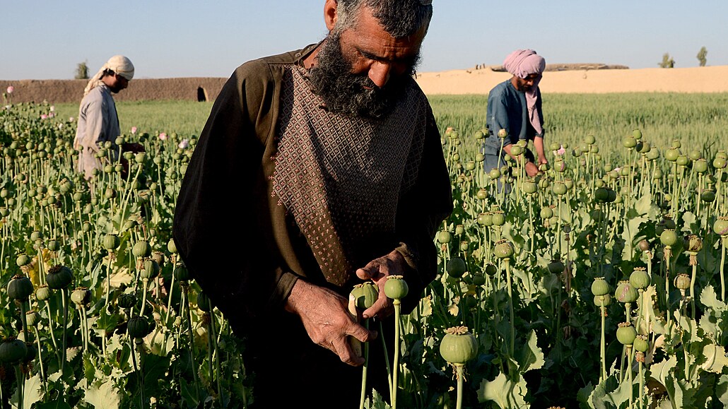 Afghántí farmái pracují na makovém poli