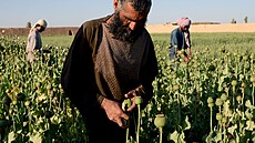 Afghánští farmáři pracují na makovém poli | na serveru Lidovky.cz | aktuální zprávy