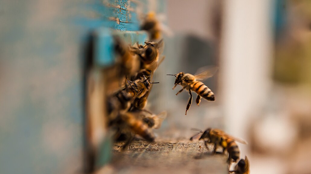 Včely (ilustrační foto)