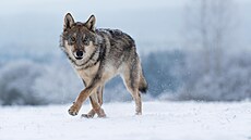 Vlk | na serveru Lidovky.cz | aktuální zprávy