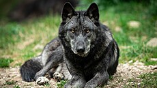 Černý vlk