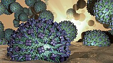 RS virus – ilustrační foto