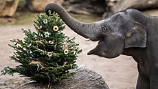 Vánoční nadílka u slonů indických