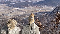 Ty ko�ky to musí mít snad nacvi�ené.