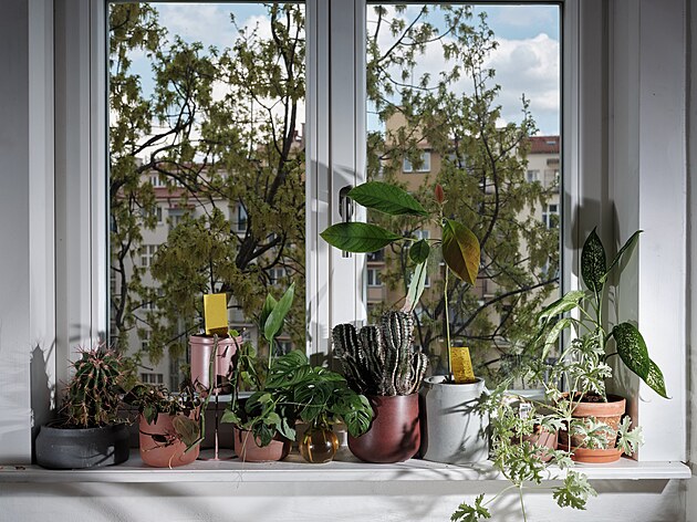 Plantlovers - Neviditelná botanika městského prostředí