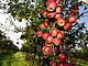 Sklizeň jablek v ovocných sadech firmy Lukrom.
