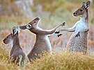Australtí klokané ve volné pírod.