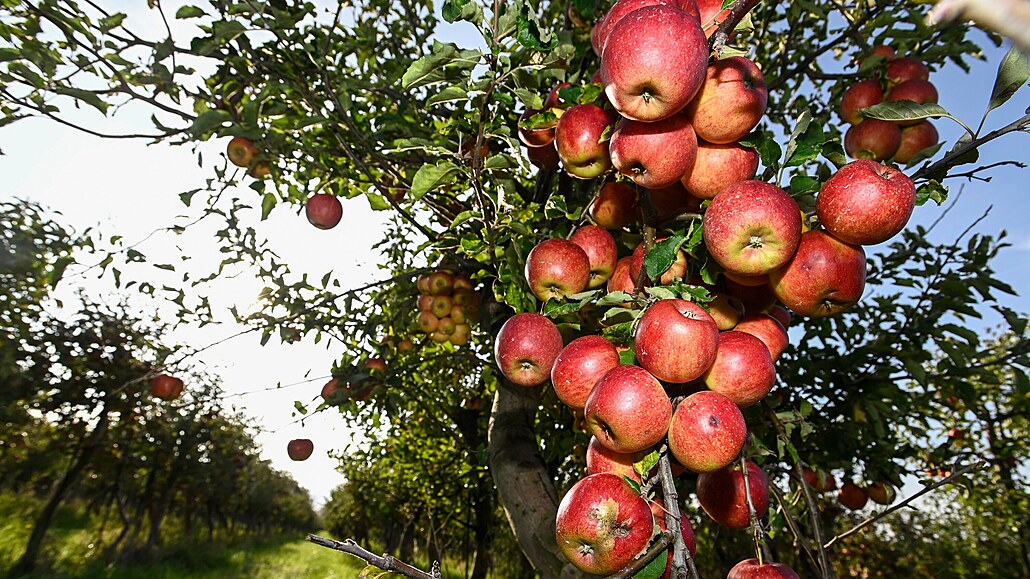 Sklize jablek v ovocných sadech firmy Lukrom.