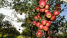 Sklizeň jablek v ovocných sadech firmy Lukrom.