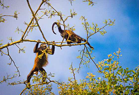 Kostarika na k�ídle. �eský dobrodruh Tadeá� �íma vyrá�í na pou� st�ední Amerikou