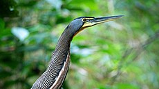 V tropických lesích jednoho z nejvíce chrán�ných národních park� na Kostarice �...