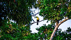 Kostarika na k�ídle. �eský dobrodruh Tadeá� �íma vyrá�í na pou� st�ední Amerikou