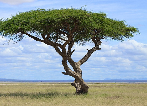 Strom (ilustra�ní foto)