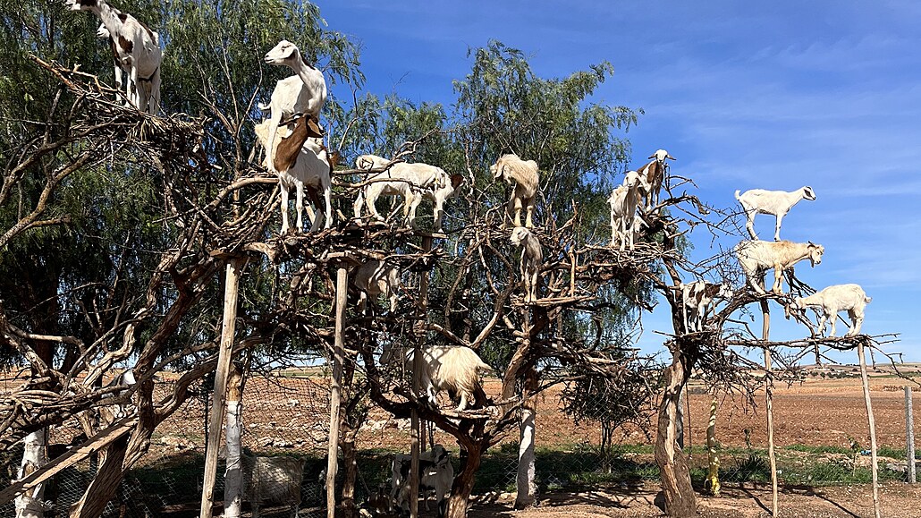 Essaouira