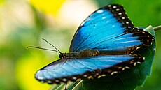 Morpho peleides