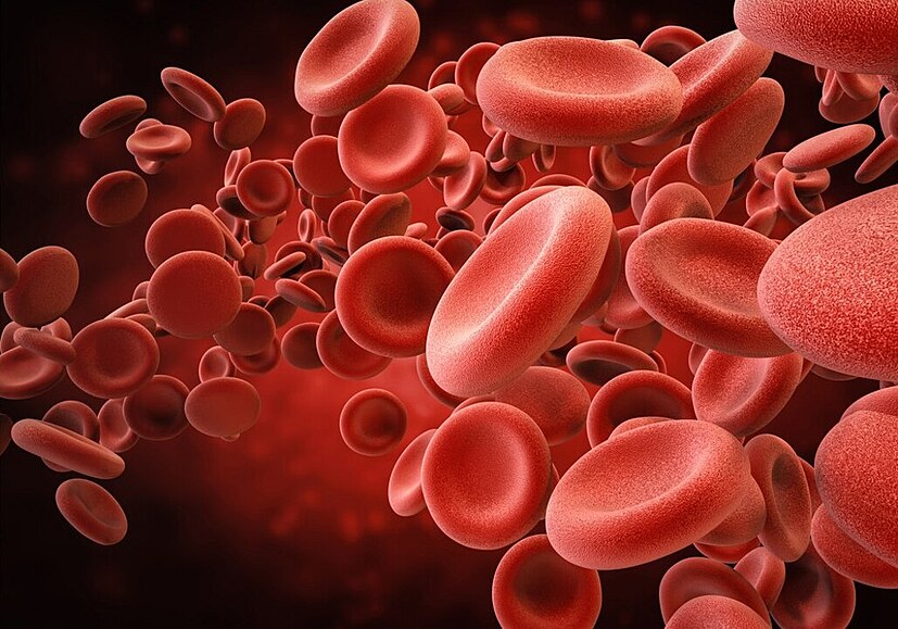 Krvinky (ilustrační foto)